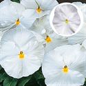 Afbeelding van Viola P9 Grootbloemig White